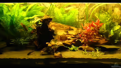 Becken 1915 von Mario Max