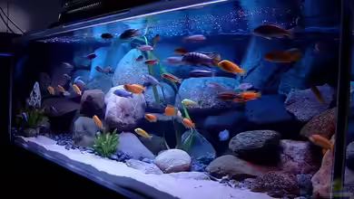 Becken 1920 von Helgo Jacob