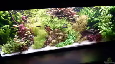 Becken 19239 von big koi