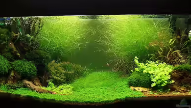 Becken 19330 von Torsten Thiel