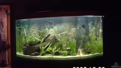 Becken 1943 von Angelika König