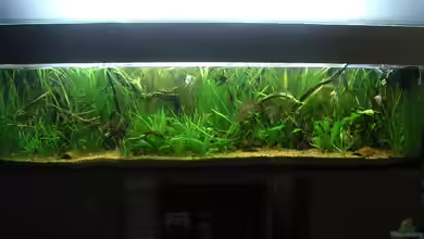 Becken 1944 von Thomas Schlechter