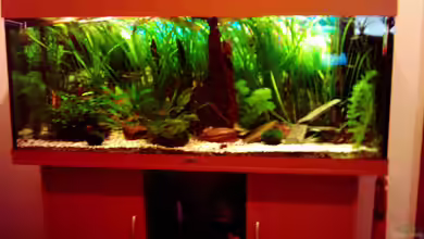 Becken 1947 von Dennes Schwemer