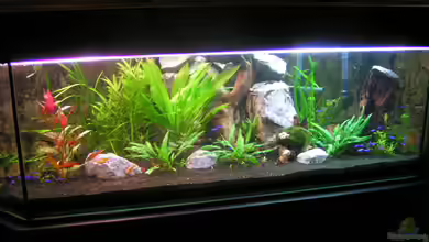 Becken 1949 von Christian Nagel