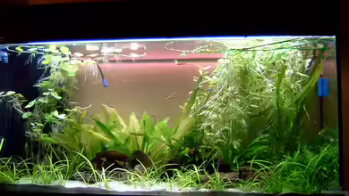 Becken 1950 von Patricia Brandt