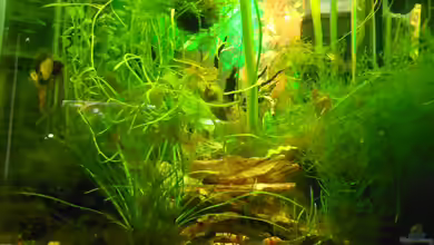 Becken 19534 von manala