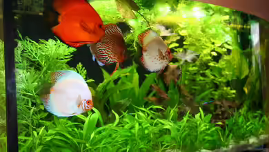 Becken 19557 von Thomas Brandt