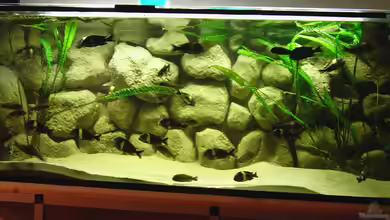 Becken 1965 von Christian Jung