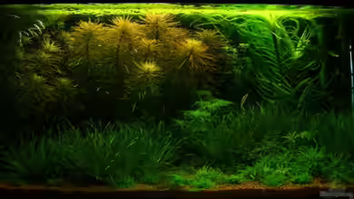 Becken 1966 von Patrick Stobbe