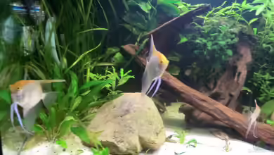 Becken 19680 von Morten