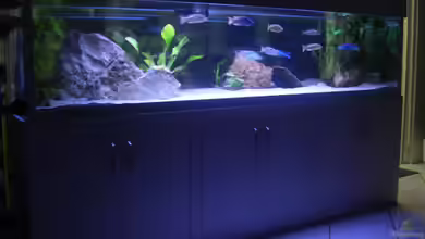 Becken 197 von Patrick Gutmann