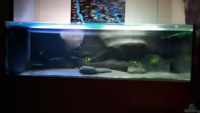 Becken 1971 --!!Zum Verkauf!!-- von Tobias Laudenberg