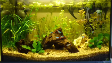 Becken 19721 von LeAnn