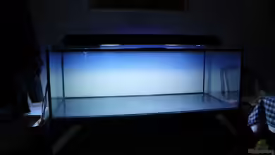 Becken 19731 von johnK