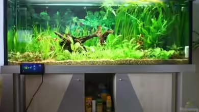 Becken 1975 von Dietmar Weinauge