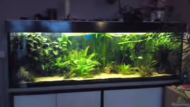 Becken 19753 (Existiert nicht mehr Aufgelöst) von Peter Tippmar