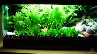 Becken 1976 von Martin Kind