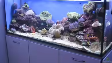 Becken 19782 von Harald