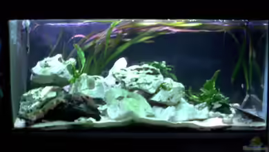 Becken 198 von Oliver Lutz