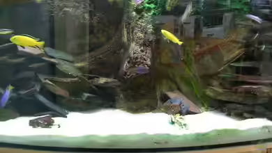 Becken 1997 von Felix Pahs