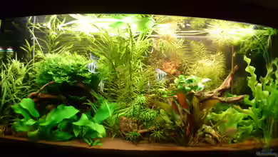 Becken 19991 von DieDa84