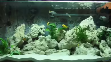 Becken 2007 von Thomas Berling