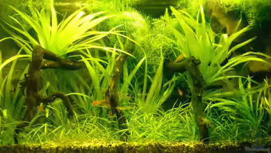 Becken 2009 von Tilo Schmiedl