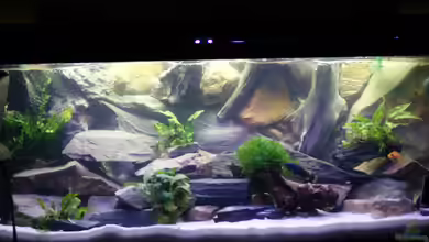 Becken 200l Malawi nur noch als Beispiel von Stony