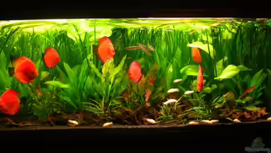 Becken 2016 von Frank Bühler-Zeller