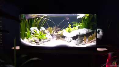 Becken 2019 von Stefan Anhalt