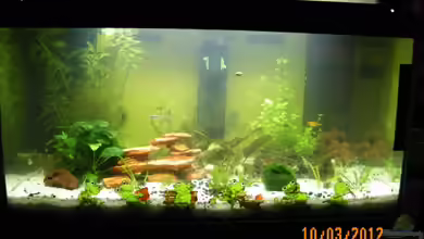 Becken 20247 von Bienchen1976