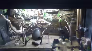 Becken 20256 von Schlammspringer