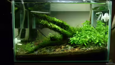 Becken 20287 von Konzi