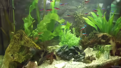 Becken 20308 von adina2503