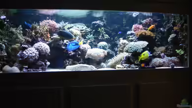 Becken 20315 von ENM