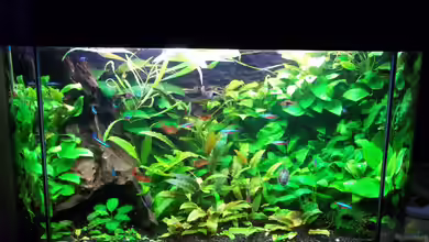 Becken 20335 von Niko P.