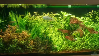 Becken 2061 von Bruno Berchtold