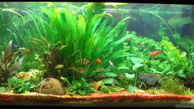 Becken 2063 von Michael Kraus