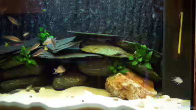 Becken 2081 von Nina Datené