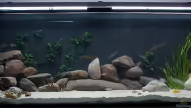 Becken 2097 von Volker Hebestreit