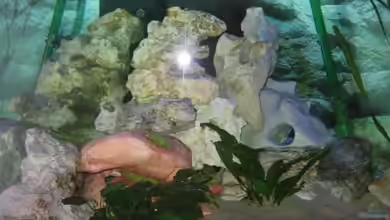 Becken 2106 von Sabine Kainz