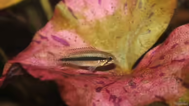 Becken 21077 von Tobias Franck