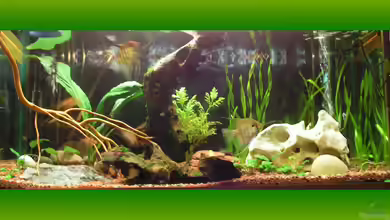 Becken 2131 von Manuela Vogt