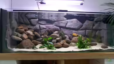 Becken 2132 von Steve Röhning