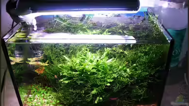 Becken 2134 von Ingrid Jung