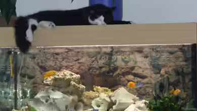 Becken 2137 von Sandro Hänsel