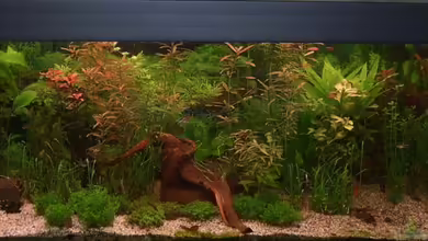 Becken 21386 von qmman