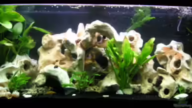 Becken 2143 von Janita Webeler