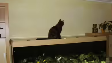 Becken 2158 von Kresimir Prpic