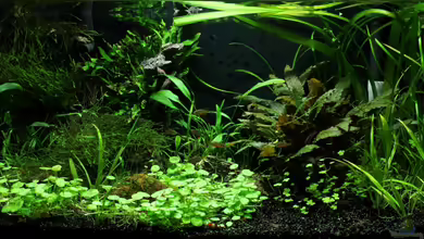 Becken 21656 von die Perle...